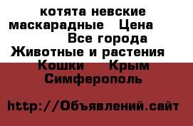 котята невские маскарадные › Цена ­ 18 000 - Все города Животные и растения » Кошки   . Крым,Симферополь